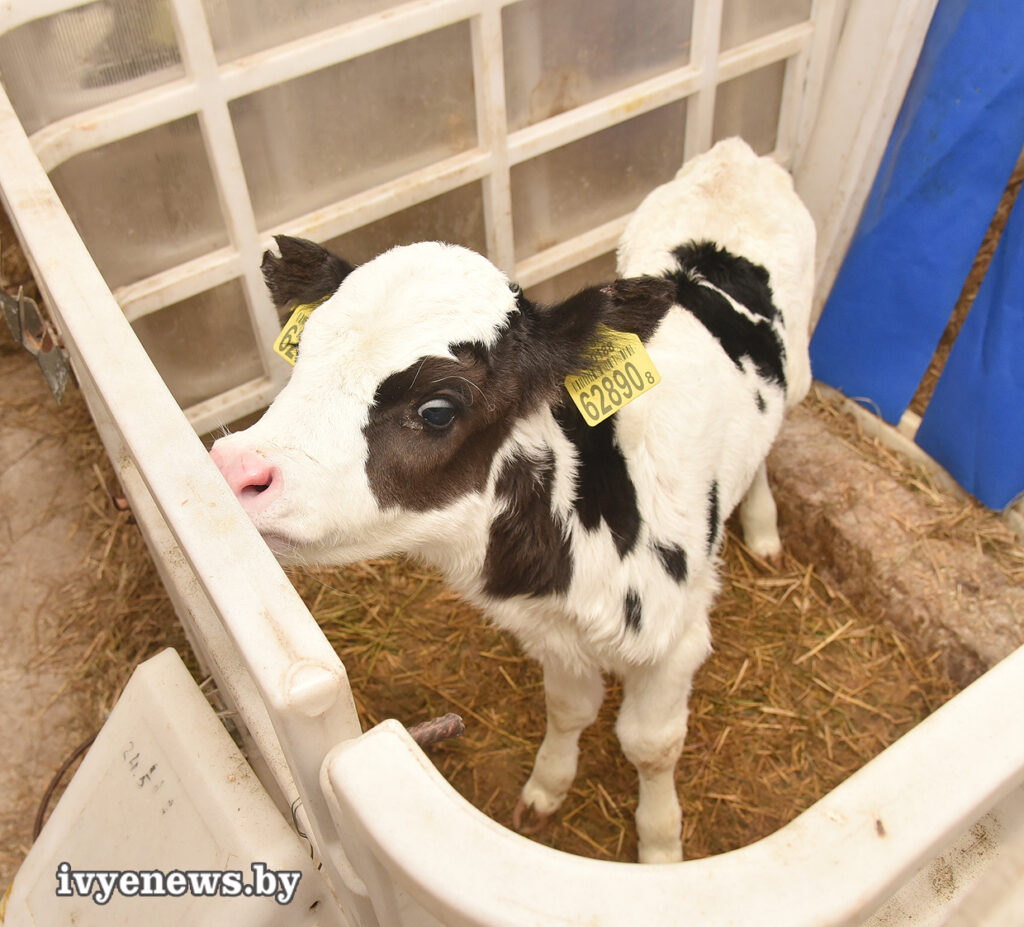 ферма теленок