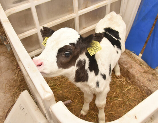 ферма теленок