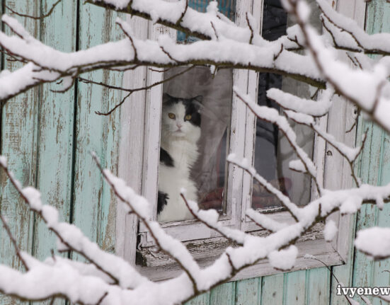 котик в заснеженном окне