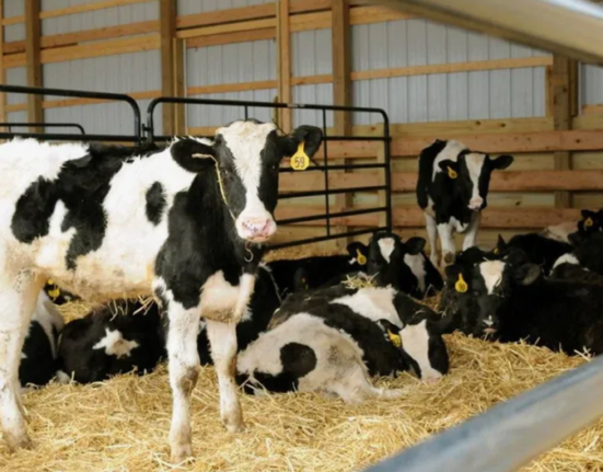 зимне-стойловое содержание КРС