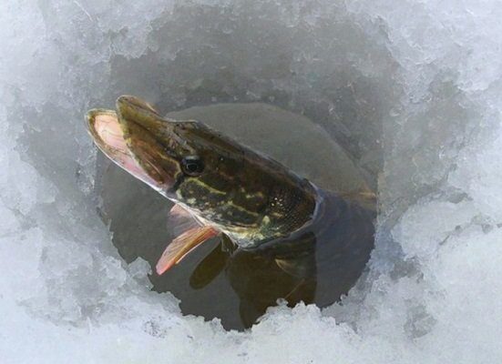 замор рыбы зимой