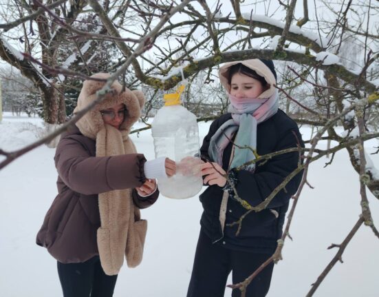 кормить птиц зимой