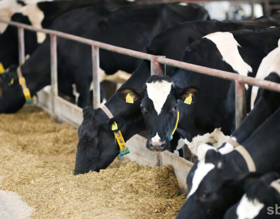 животноводство в Беларуси