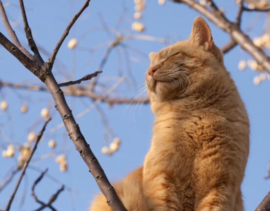 кот наслаждается солнцем