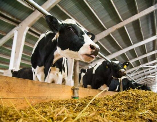 животноводство