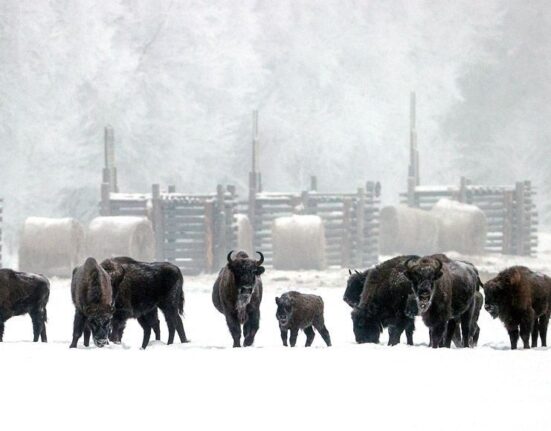 зимний лес, зубры