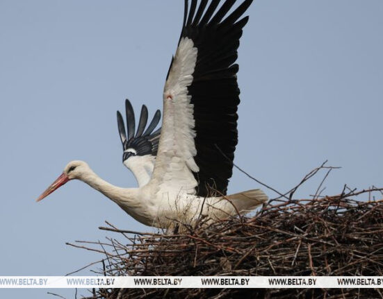 аисты Беларуси