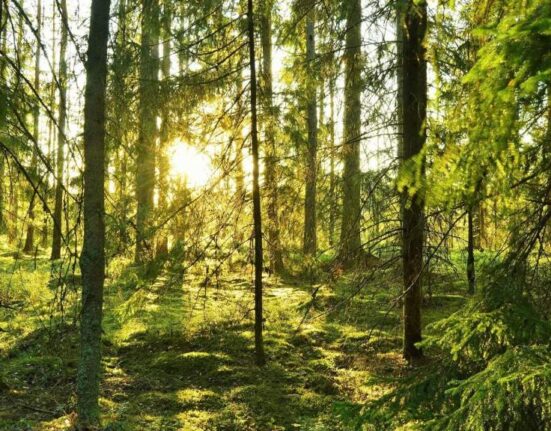 белорусский лес