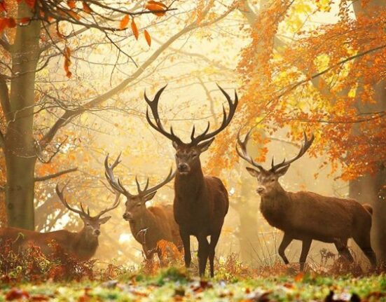 дикая природа Беларуси