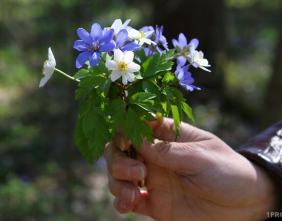 первоцветы