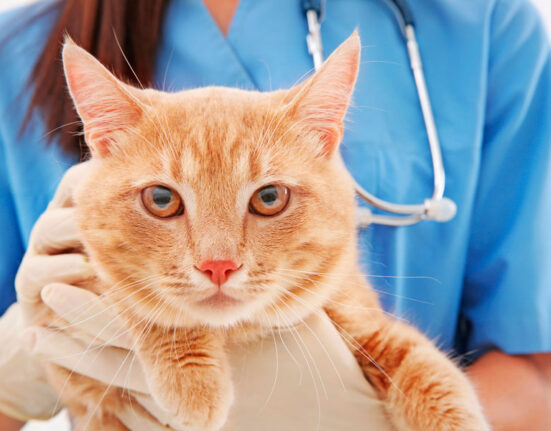 домашние животные