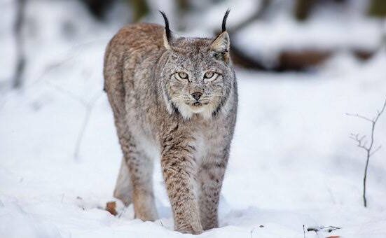 рысь в Беларуси