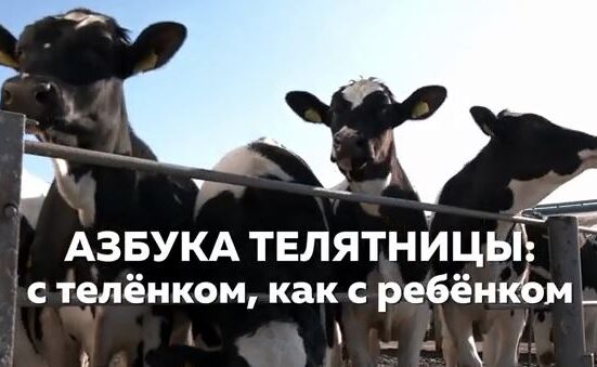 азбука телятницы