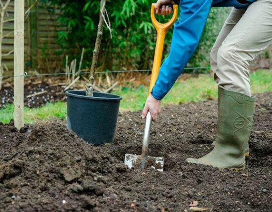 посадка саженцев