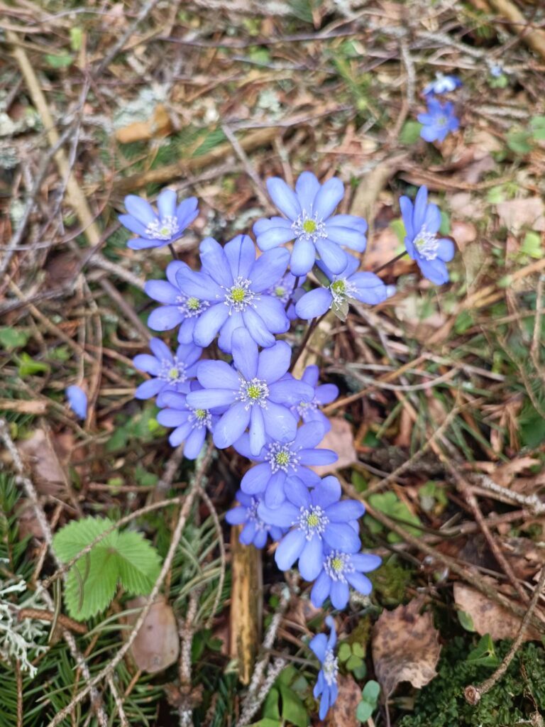 первоцветы