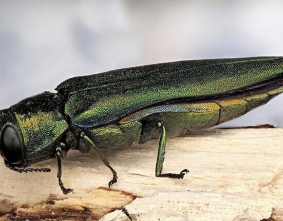 Ясеневая изумрудная златка
