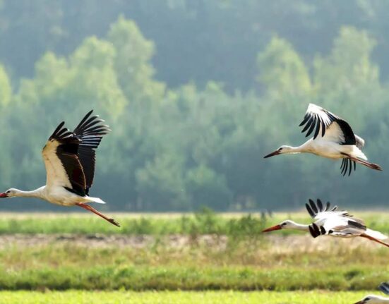аисты в Беларуси