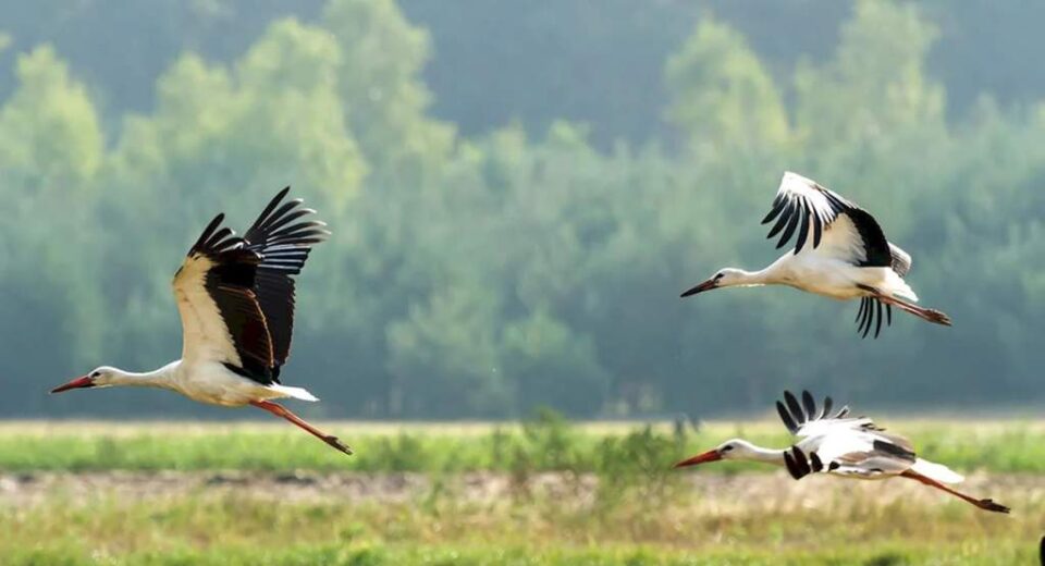 аисты в Беларуси