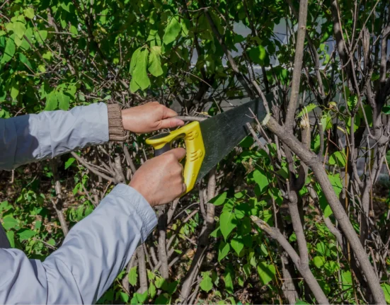 обрезка кустов