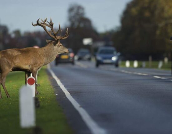 аварии с животными