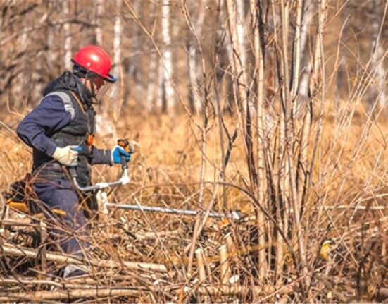 вырубка кустарников