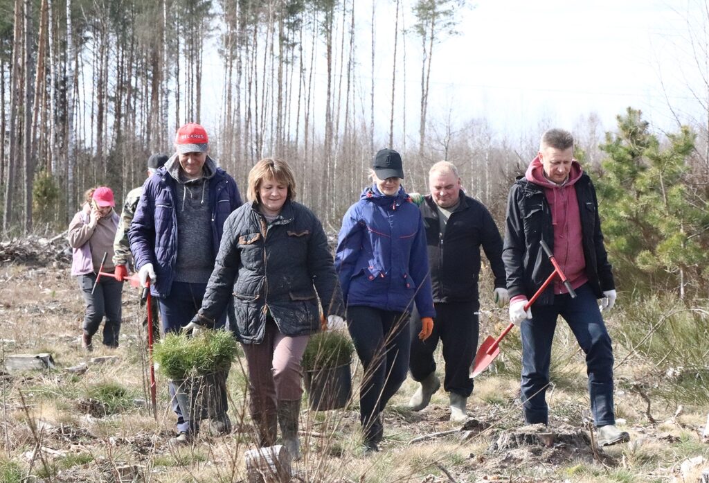 Лес Добро Порядок