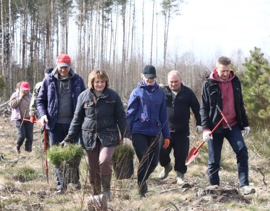 Лес Добро Порядок