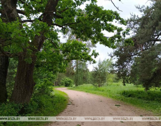 белорусский лес
