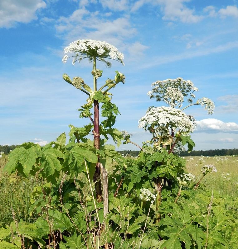 Heracleum sosnowskyi Manden. - Борщевик Сосновского.