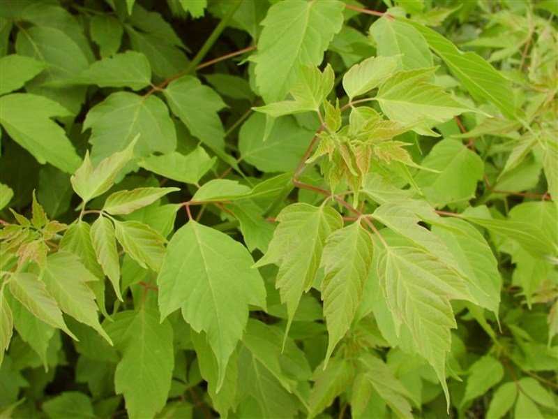 Acer negundo L. - Клен ясенелистный.