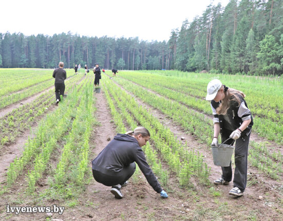 студотряд в Ивьевском лесхозе 2026