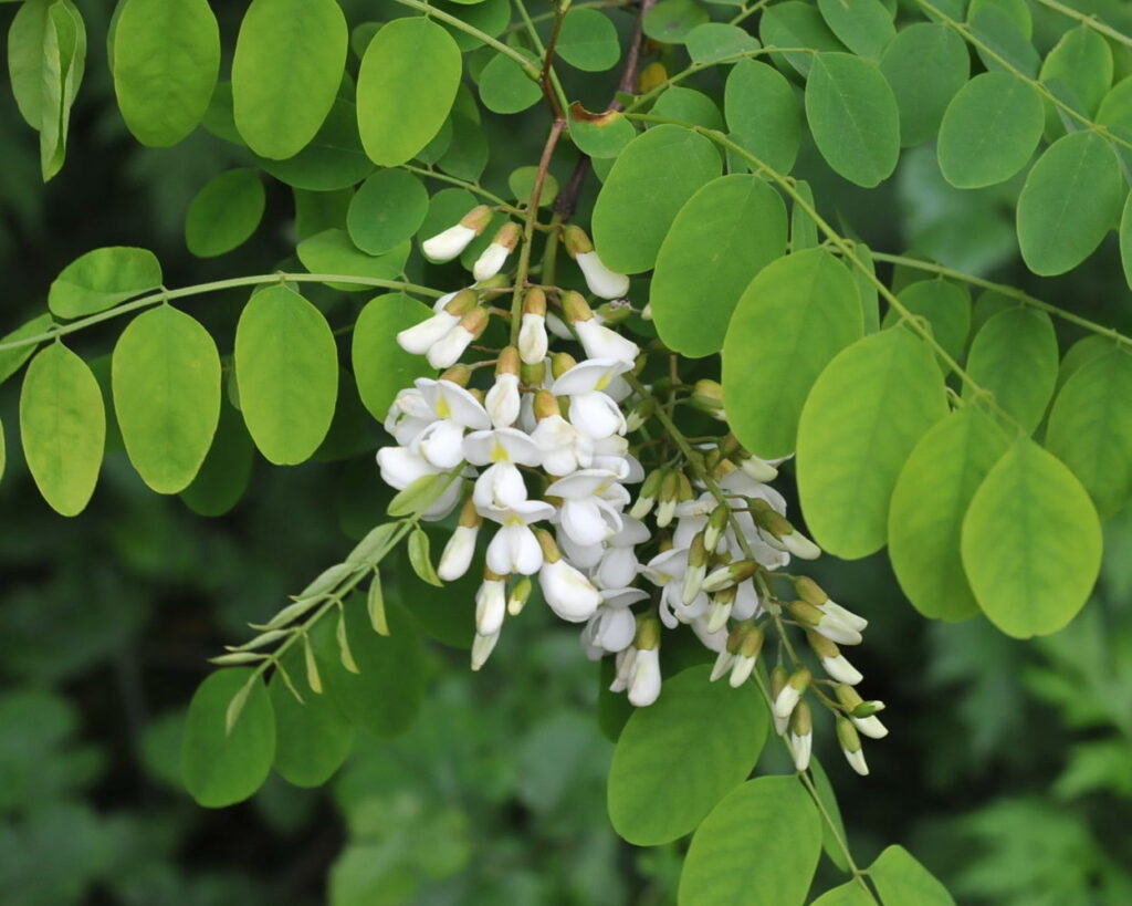 Robinia pseudoacacia L. - Робиния лжеакация (Белая Акация).