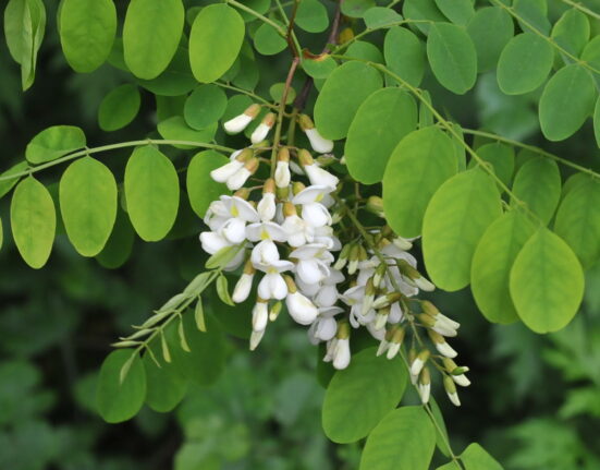 Robinia pseudoacacia L. - Робиния лжеакация (Белая Акация).