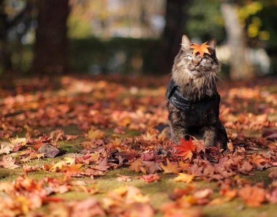 кот в осенней листве