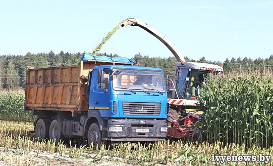 уборка кукурузы в Ивьевском районе