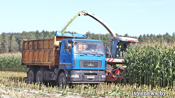 уборка кукурузы в Ивьевском районе